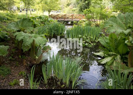 Feuilles de la rhubarbe géante Gunnera tinctoria avec une passerelle rouge nehind dans le jardin aquatique RHS Garden Rosemoor North Devon Banque D'Images