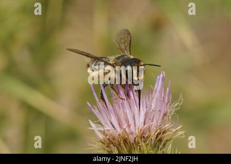 Gros plan détaillé sur une femelle à ornes de bois solitaire be, Lithurus cornutus, collectant du pollen sur une fleur de chardon violet Banque D'Images