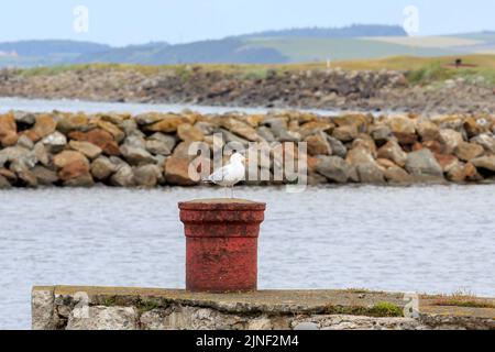 Mouette à dos noir perchée sur un bollard rouge rouillé fixé au mur du port Banque D'Images