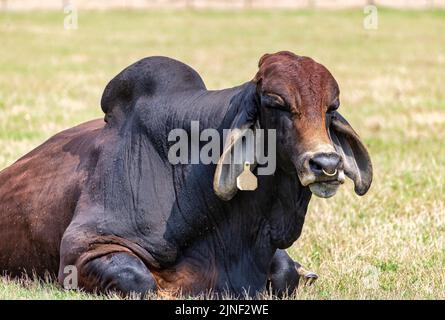 Un taureau de Brahman américain avec un anneau de nez repose dans un pâturage rural dans le pays. Banque D'Images