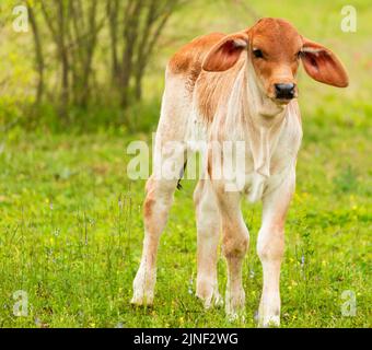 Un jeune brahman américain continue d'apprendre à marcher dans un pâturage vert. Banque D'Images