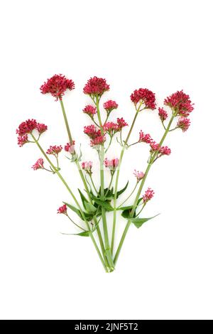 Plante d'herbe de valériane rouge. Les fleurs peuvent être utilisées pour faire du parfum. Composition minimale de l'étude de la nature botanique. Sur fond blanc. Valeriana officinalis. Banque D'Images