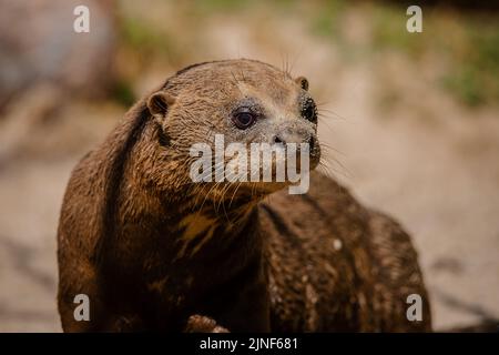 Joli portrait du visage d'une loutre géante adulte sous la lumière du soleil Banque D'Images