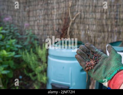 Vers rouges de compost exposés devant un bac de compost en plastique dans le jardin de la ville, un jardinier montrant les vers dans sa main, foyer sélectif Banque D'Images