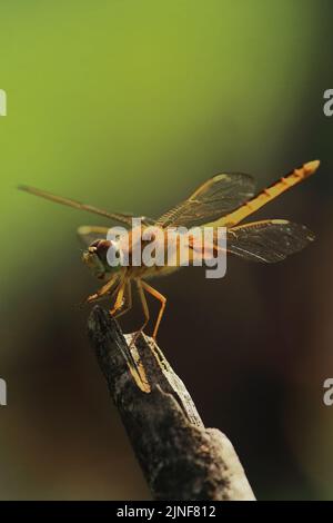 un bijou de fossé dragonfly (brachythemis contaminata) assis sur une branche, forêt tropicale en inde Banque D'Images