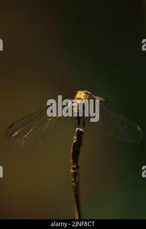 planer errant (pantala flavescens) sur une branche, forêt tropicale en inde Banque D'Images