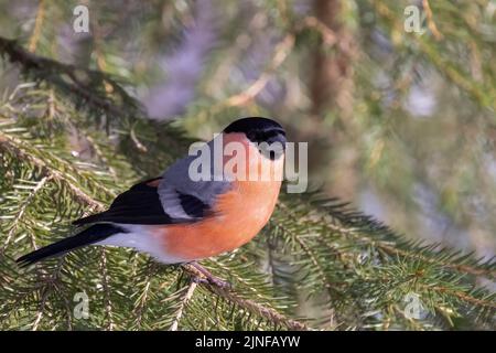 Canard colvert Banque D'Images