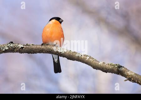 Canard colvert Banque D'Images