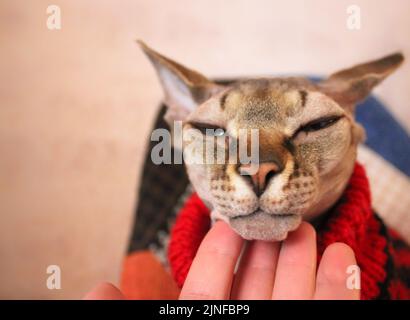 Un humain qui a la main un museau gris de sphynx canadien. Un sneout satisfait de chaton sphinx bien-aimé et bien-nourri en pull en laine rouge à l'automne. Banque D'Images