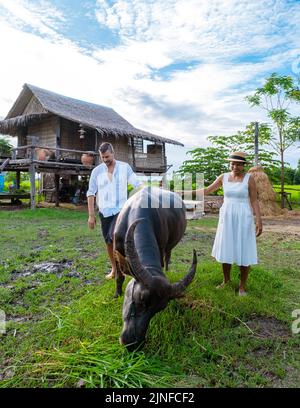 Couple hommes et femmes nourrissant un buffle en vacances dans une maison en Thaïlande, éco-ferme avec rizières vertes pendant la saison de la mousson en Thaïlande Banque D'Images