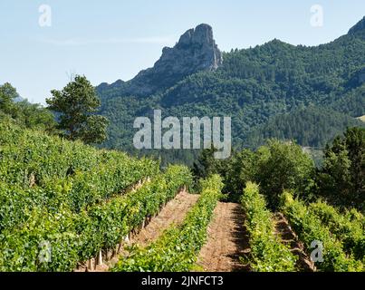 Vignoble de Clairette sur le versant nord de la vallée de la Roanne près de St-Benoit-en-Diois. Le pic derrière est l'aiguille Banque D'Images