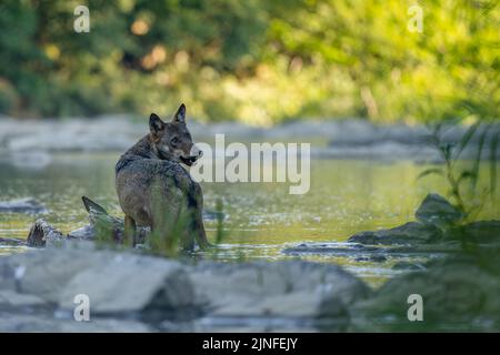 Loup gris (Canis lupus) par les restes d'un cerf tué. Bieszczady, Carpates, Pologne. Banque D'Images