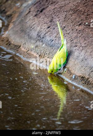 Oiseau de Budgerigar (nom latin Melopsittacus undulatus). L'oiseau multicolore est un animal célèbre. Parrot est de boire de l'étang avec l'auto-réflexion. Banque D'Images