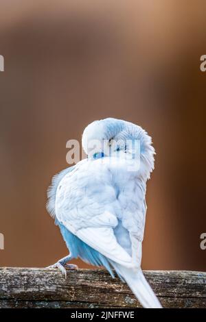 Oiseau de Budgerigar (nom latin Melopsittacus undulatus). L'oiseau multicolore est un animal célèbre. Banque D'Images