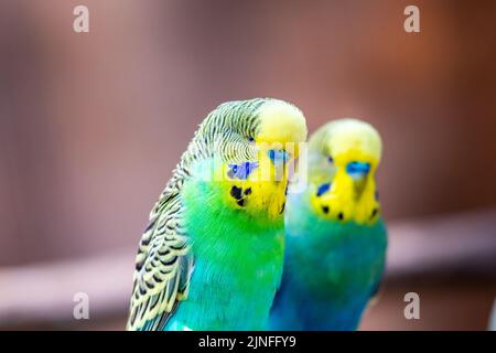 Oiseau de Budgerigar (nom latin Melopsittacus undulatus). L'oiseau multicolore est un animal célèbre. Banque D'Images