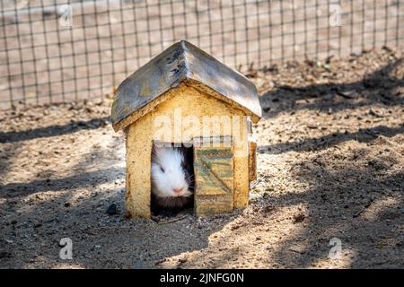 Le cobaye (nom latin Cavia aperea F. porcellus) se repose près d'une petite maison. Banque D'Images