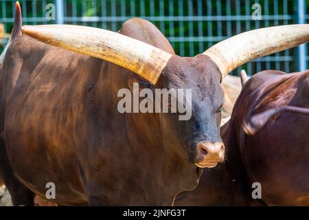 Le bétail ankole (nom latin Bos primigenius F. taurus) atusi animal. Banque D'Images