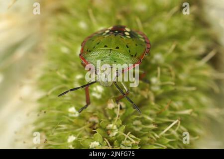 Gros plan sur l'instar coloré de nymphe vert et rose de l'insecte vert du Sud, Nezara viridula dans le jardin Banque D'Images