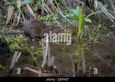 Royaume-Uni Wild Water vole perché sur le côté de l'eau Banque D'Images