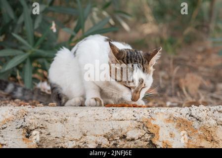 Le chat sans domicile mange de la nourriture dans la rue. Aider les animaux sans abri. Banque D'Images