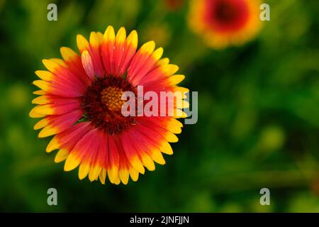 Le grand jardin Bumblebee ou Bumblebee ruderal Bombus ruderatus, belle photo. Gaillardia. Le bourdon recueille le pollen sur gaillardia. Un beau et Banque D'Images