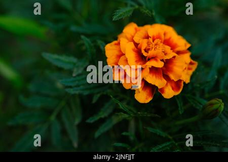 Les marigolds du lit fleuri ont été magnifiquement fleuris. Fleurs lumineuses sur fond vert. Banque D'Images