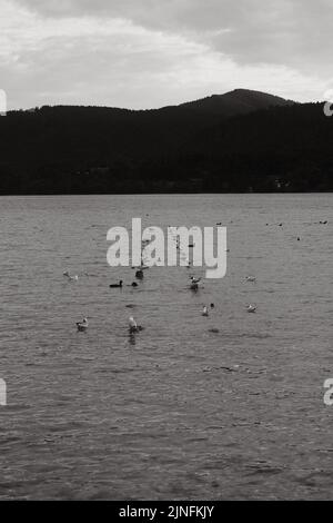 Une belle photo en niveaux de gris de deux lignes de mouettes assises dans le lac de Tegernsee par une journée ensoleillée en Allemagne Banque D'Images