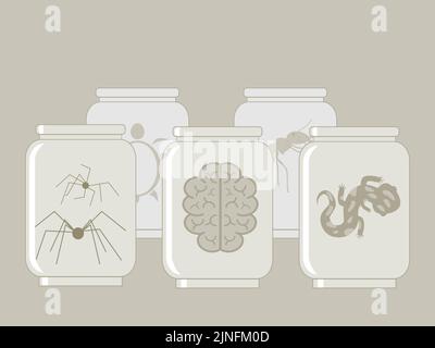 Cerveau humain, araignées, lézard, tortue et fourmis conservés en pots Illustration de Vecteur