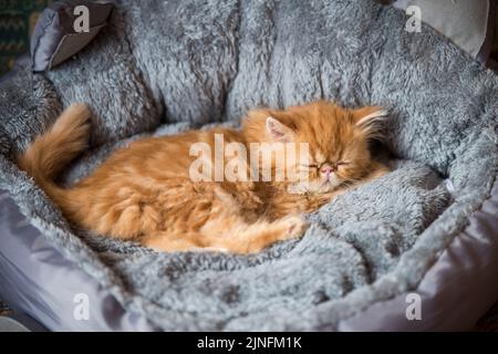 Le chaton rouge persan dort dans un lit de chat à la maison Banque D'Images