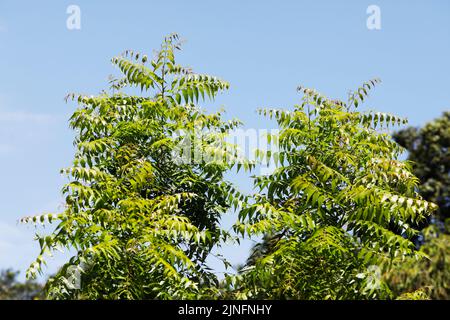 Dhaka, Bangladesh - 11 août 2022: Azadirachta indica, communément appelé neem Tree ou lilas indien, est un arbre de la famille des Mahogany Meliaceae, Dhak Banque D'Images