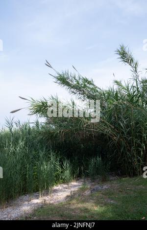 Phragmites australis ou roseau commun sur la côte. Lit Reed. Banque D'Images