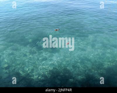 Bébé canard nagez dans l'eau bleue et transparente du lac Banque D'Images