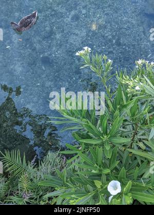 Le canard flotte sur l'eau près du lac et les plantes poussent directement au-dessus de la surface de l'eau Banque D'Images