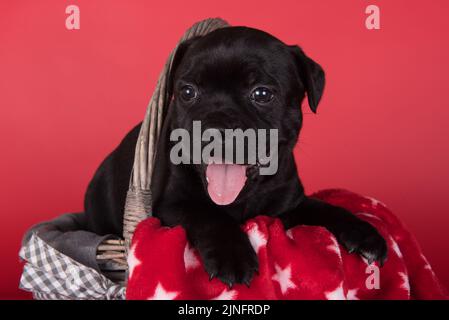 Chien américain Staffordshire Bull Terrier ou chiot AmStaff noir sur fond rouge Banque D'Images