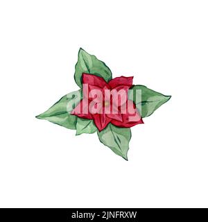 Dessin botanique aquarelle, fleur de poinsettia de Noël, feuilles rouges, illustration dessinée à la main. Banque D'Images