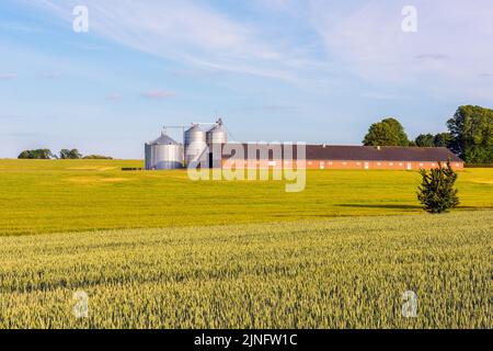 Silos et Barn dans la campagne danoise à Jutland, en soirée d'été Banque D'Images