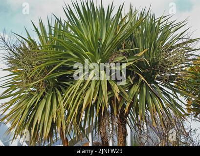 Cordyline australis (palmier de Torbay) arbre mûr avec plusieurs troncs, grappes de fruits et lames de type épée Banque D'Images