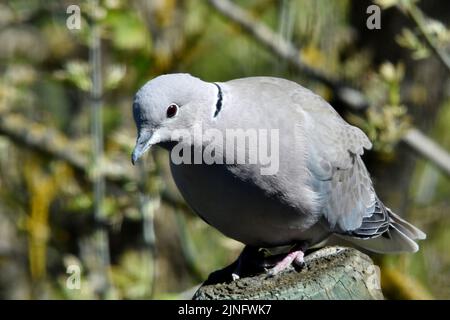 Vue rapprochée d'une colombe à col eurasien, assise sur une souche dans un parc sous la lumière du soleil Banque D'Images