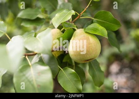 Un bouquet de poires dans l'arbre. Avantages des poires. Fond bleu ciel Banque D'Images