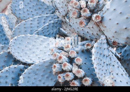 Mode pastel bleu Cactus. Près de l'usine de cactus tropicaux à la mode. Concept d'art. Style tendance et créatif. Ambiance estivale de cactus doux. Surréalisme Banque D'Images