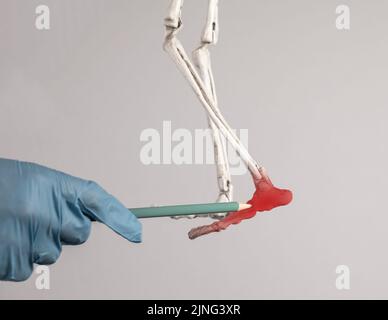 Main du médecin pointant vers le pied du squelette humain avec un point rouge. Douleur au talon, à la cheville et à l'avant-pied. Blessures, activité physique excessive, chaussures mal ajustées. Skelet Banque D'Images