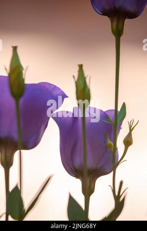 Fleurs, Viper, Echium plantagineum. Banque D'Images