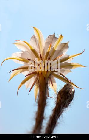 Fleurs, cactus fleuris, hybride Echinopsis oxygona. Banque D'Images