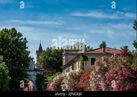 Jardins, fleurs, Oleander. Banque D'Images