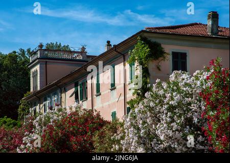 Jardins, fleurs, Oleander. Banque D'Images