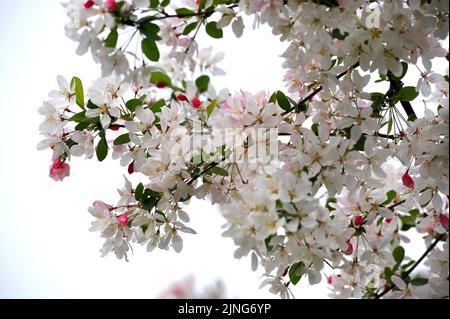 Fleurs, cerisier japonais, Prunus serrulata. Banque D'Images