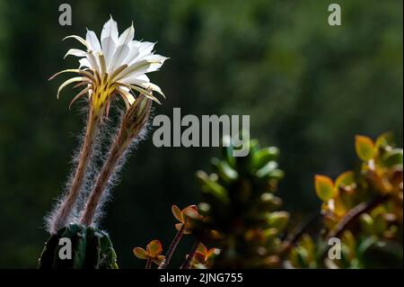 Fleurs, cactus fleuris, hybride Echinopsis oxygona. Banque D'Images