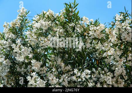 Jardins, fleurs, Oleander. Banque D'Images