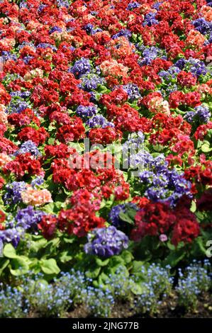 Fleurs, lits de fleurs Primroses. Banque D'Images