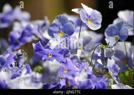 Fleurs, lits de fleurs Primroses. Banque D'Images